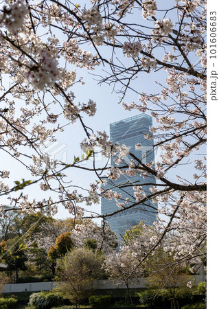 ピンク色の桜の隙間から見えるあべのハルカス(2023年4月1日撮影) ピンク色の桜の隙間から見えるあべのハルカス(2023年4月1日撮影) 101606683