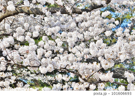 満開の桜 満開の桜 101606693
