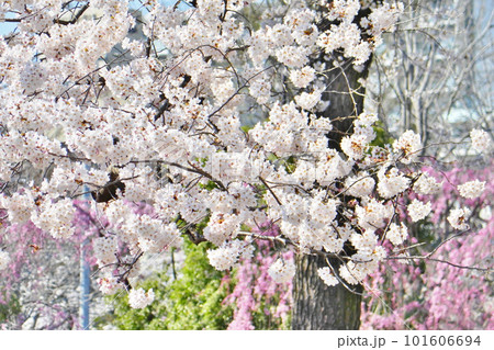 満開の桜 101606694