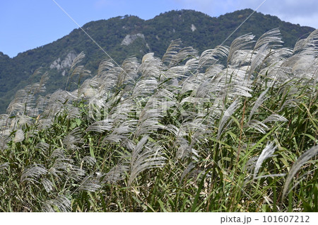 穂の揺れる秋の山 101607212