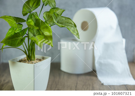 重ねたトイレットペーパーと観葉植物 重ねたトイレットペーパーと観葉植物 101607321