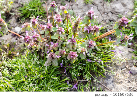 above view of bush of deadnettle plant close up 101607536