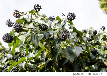 natural fresh ivy berries on plant outdoors 101607540
