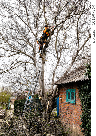 arborist saws branches of old tree at backyard arborist saws branches of old tree at backyard 101607554