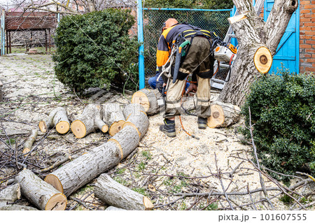 workers sawing old walnut tree in backyard workers sawing old walnut tree in backyard 101607555