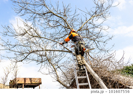 arborist saws old walnut tree over roof in yard arborist saws old walnut tree over roof in yard 101607556