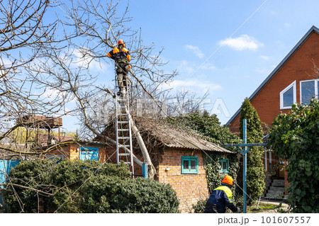 arborists dismantling walnut tree in country yard arborists dismantling walnut tree in country yard 101607557