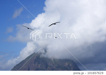 北硫黄島の上空を飛ぶ海鳥 101607629