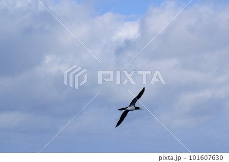 北硫黄島の上空を飛ぶ海鳥 101607630