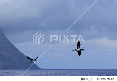 北硫黄島の上空を飛ぶ海鳥 101607632