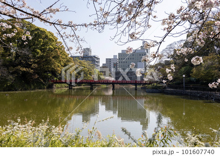 桜の咲く天王寺公園の河底池と茶臼山古墳(2023年4月1日撮影) 桜の咲く天王寺公園の河底池と茶臼山古墳(2023年4月1日撮影) 101607740