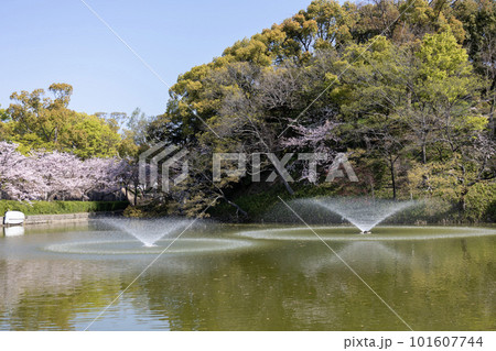 桜の咲く天王寺公園の河底池の噴水（2023年4月1日撮影） 101607744