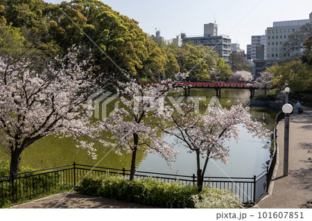 桜の咲く天王寺公園の河底池と茶臼山古墳(2023年4月1日撮影) 桜の咲く天王寺公園の河底池と茶臼山古墳(2023年4月1日撮影) 101607851