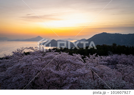 桜咲く開山公園から望む朝焼け 101607927