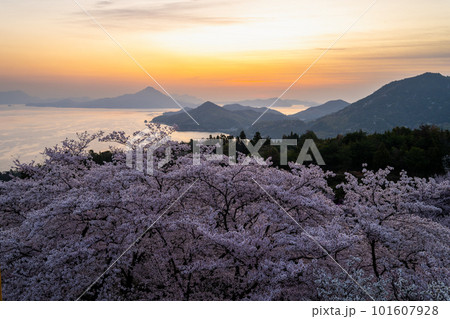 桜咲く開山公園から望む朝焼け 101607928