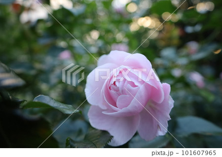 薄桃色のバラ 薄桃色のバラ 101607965