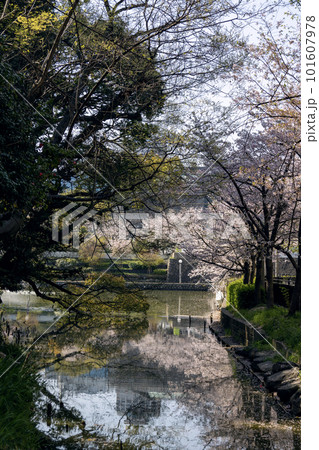 桜の咲く天王寺公園の河底池(2023年4月1日撮影 桜の咲く天王寺公園の河底池(2023年4月1日撮影 101607978