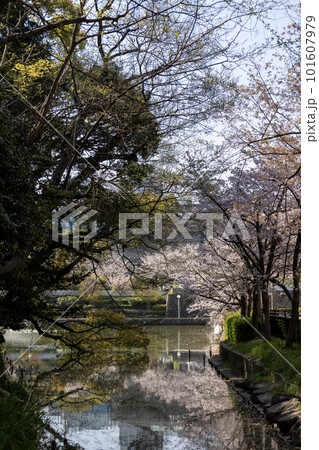 桜の咲く天王寺公園の河底池(2023年4月1日撮影 桜の咲く天王寺公園の河底池(2023年4月1日撮影 101607979