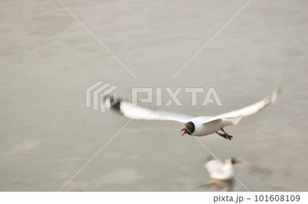 seagull flying to feeding food on sea at Bang poo travel location in Thailand  101608109