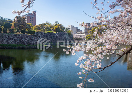 満開の桜と大分城址公園 101608293
