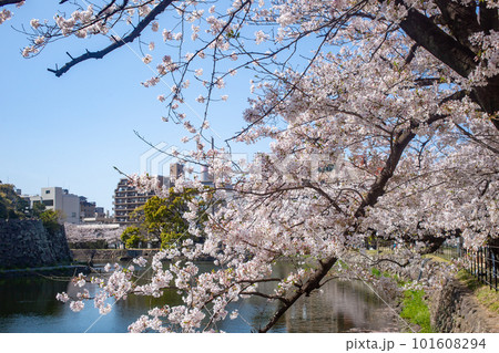 満開の桜と大分城址公園 満開の桜と大分城址公園 101608294
