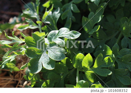 春に出会った、ナガミヒナゲシの子どもたち 春に出会った、ナガミヒナゲシの子どもたち 101608352