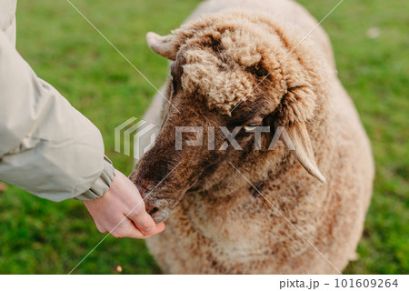 Little caucasian boy feeding ram in a farm. Ram eating grains of cereal from the hands of a child. 101609264