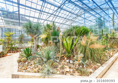 Palm tree and cactus 101609393