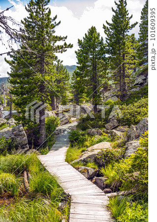 Wooden pathway 101609395