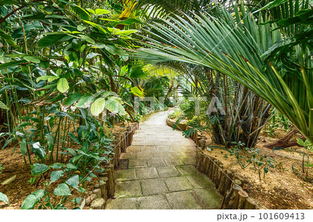 Exotic plants Exotic plants 101609413