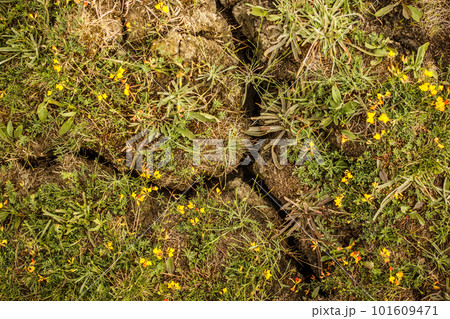 Cracked earth 101609471