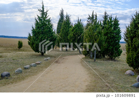 Twisty gravel road through juniper trees. beautiful trees by the side of the road Twisty gravel road through juniper trees. beautiful trees by the side of the road 101609891