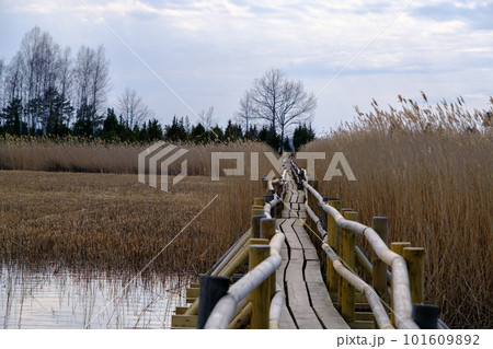 Reed trail in Kaniera lake. Beautiful scenery with a wooden boardwalk for pedestrians. Early spring in Latvia 101609892