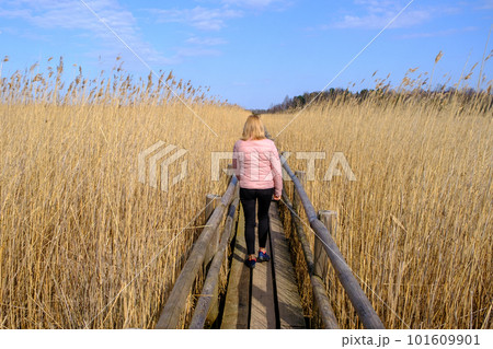 Reed trail in Kaniera lake. Beautiful scenery with a wooden boardwalk for pedestrians. Early spring in Latvia. A woman walks along a wooden tourist path 101609901