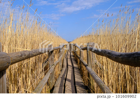 Reed trail in Kaniera lake. Beautiful scenery with a wooden boardwalk for pedestrians. Early spring in Latvia 101609902