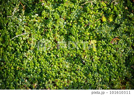 Nature background 101610311