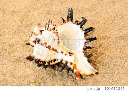 seashell 101611243