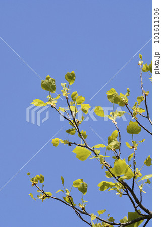 Tulip tree Tulip tree 101611306