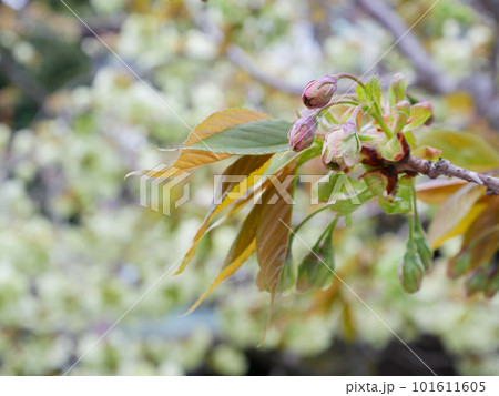 御衣黄桜の蕾 ~もう直ぐ開花 御衣黄桜の蕾 ~もう直ぐ開花 101611605