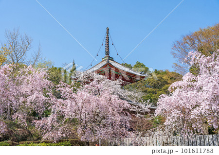 【第八番札所】熊谷寺 桜と多宝塔【四国八十八箇所】 【第八番札所】熊谷寺 桜と多宝塔【四国八十八箇所】 101611788