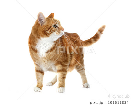 ginger cat in studio 101611834