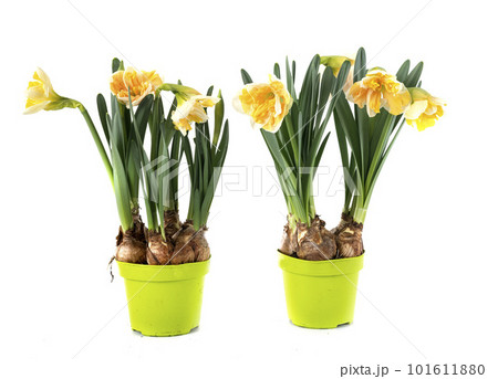 Narcissus in studio 101611880