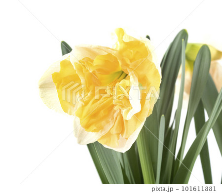Narcissus in studio 101611881