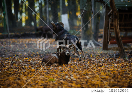 Mouflon in the autumn forest, yellow leaves in the background. European mouflon in the forest 101612092