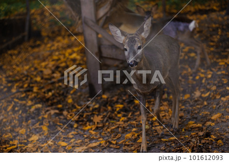 A herd of deer in the autumn forest, yellow leaves in the background. Deer running in the forest A herd of deer in the autumn forest, yellow leaves in the background. Deer running in the forest 101612093