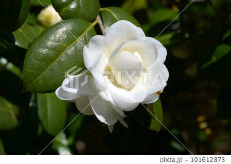 白角の倉 ツバキの花 白角の倉 ツバキの花 101612873
