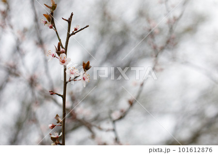 Spring plum flower closeup on blurred background 101612876