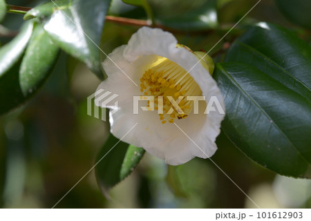 白聚楽　ツバキの花 101612903