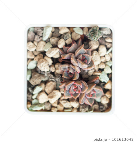Echeveria succulent propagation. Echeveria Pretty in Pink claster in pot isolated Echeveria succulent propagation. Echeveria Pretty in Pink claster in pot isolated 101613045