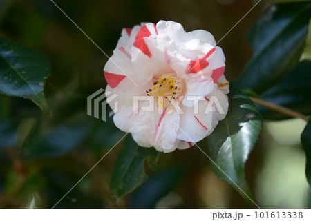沖の石　椿の花 101613338